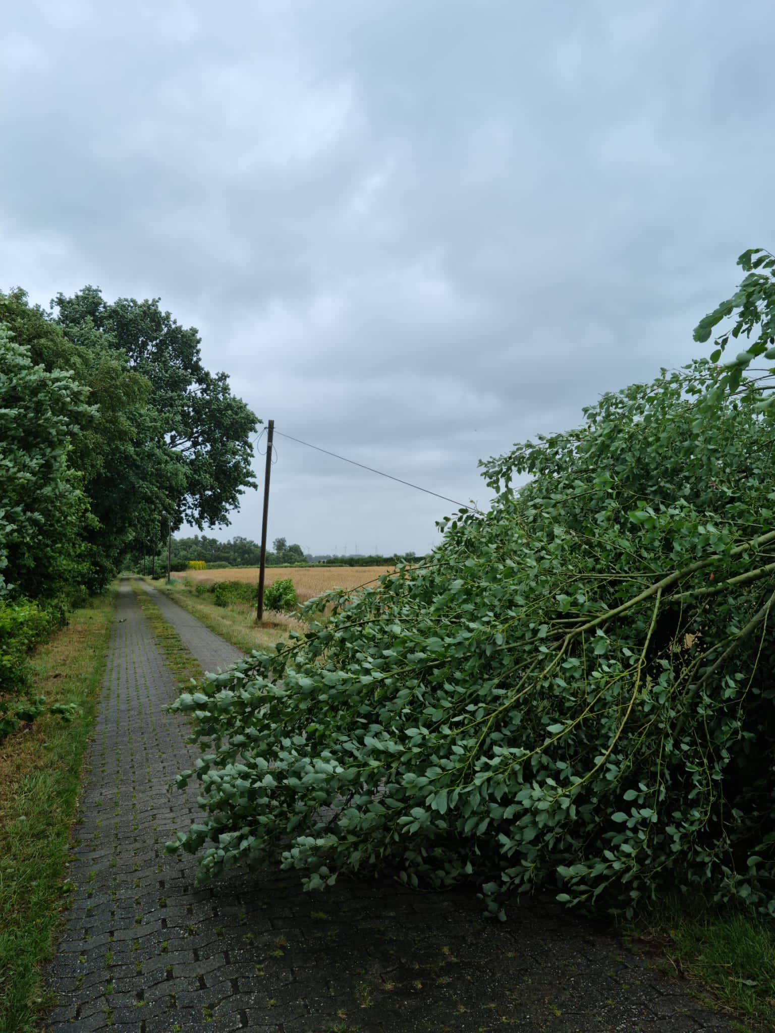 Sturm „Poly“